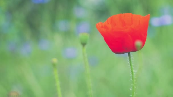 Tulipán salvaje rojo único y algunos brotes que se mueven en el viento, flores violetas en el fondo — Vídeo de stock