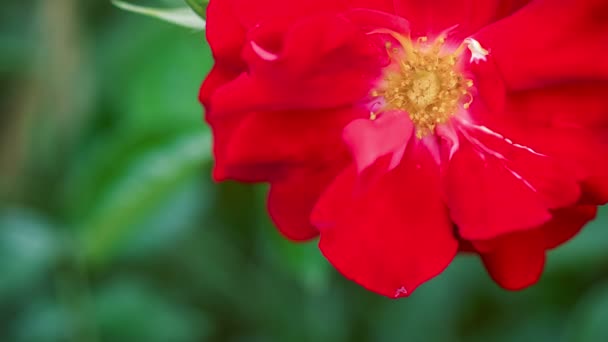Hermosa rosa roja primer plano lento moviéndose en el viento — Vídeos de Stock