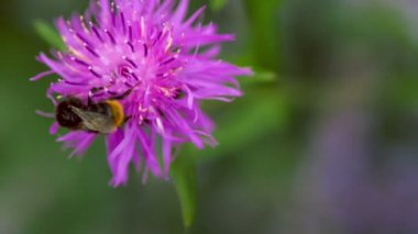 Bumblebee lila knapweed çiçek, bulanık arka plan üzerinde