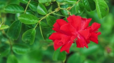 Güzel kırmızı gül yakın çekim hareket rüzgarda, yeşil zemin üzerine bırakır yavaş