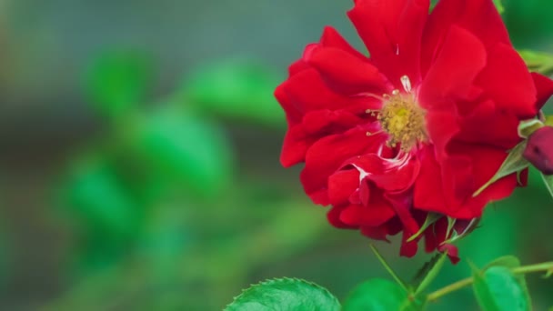Vacker röd ros närbild långsamt rör sig i vinden — Stockvideo