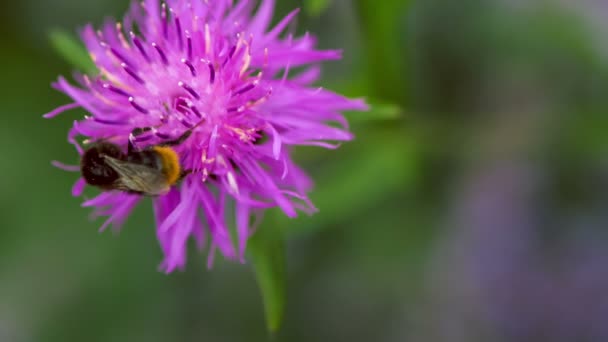 大黄蜂莱拉矢车菊花，模糊的背景上 — 图库视频影像