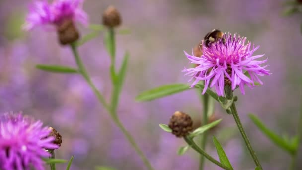 Bumblebee lila knapweed çiçek, bulanık arka plan üzerinde — Stok video