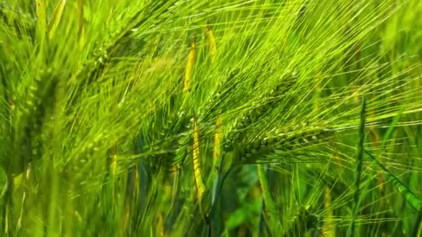 El trigo se aclara en el día soleado, el movimiento en el viento leve — Vídeo de stock