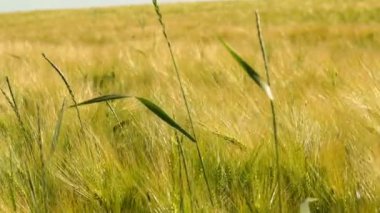 Buğday alanı güneşli gün, hafif rüzgar altında hareket, ön plan üzerinde biraz saman altında