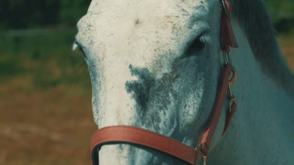 Un cheval blanc fixe la caméra et regarde directement. couleurs chaudes 