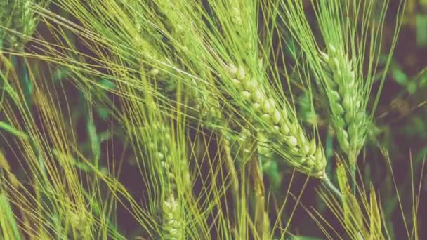 Wheat lightend on sunny day, motion on slight wind. Close up, 4K 3840 x 2160 UHD — Stock Video