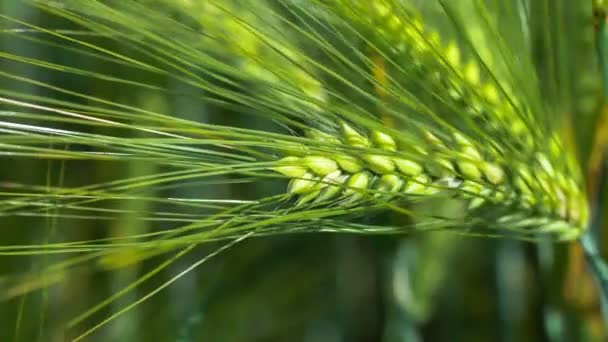小麦 lightend 阳光明媚的日子，在轻微的风，运动侧短收起来，4 k 3840 × 2160 到 — 图库视频影像