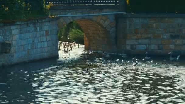 Spectacular gooses run, take off, in park, bridge in backgroun, 4K 3840 x 2160 UHD — Stock Video