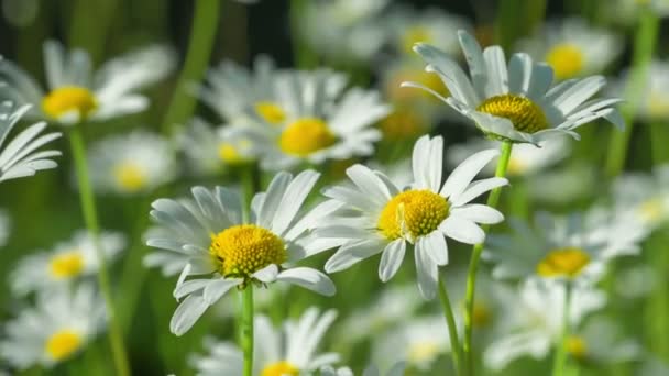 Close up view of three yellow white camomiles, hanging on wind, 4K 3840 x 2160 UHD — Stock Video