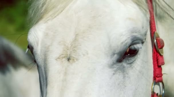 Un cheval blanc debout devant la caméra et regarde autour de lui . — Video