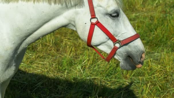 Άσπρο άλογο στέκεται μπροστά από την κάμερα και ασθένεια των ορνίθων — Αρχείο Βίντεο