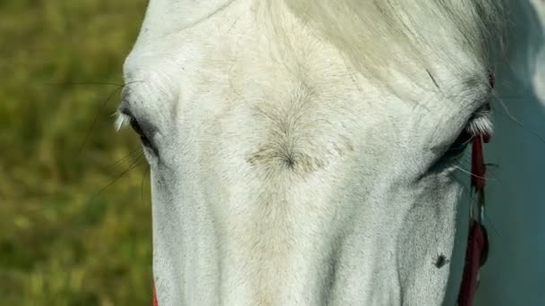 Um cavalo branco olhando para a câmera e parece direto . — Vídeo de Stock