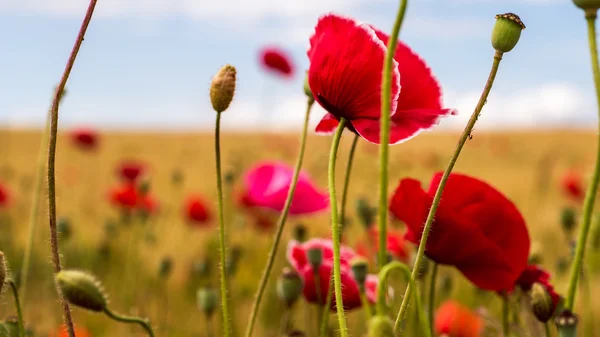 Amapola roja silvestre en el campo verde con trigo . — Foto de Stock