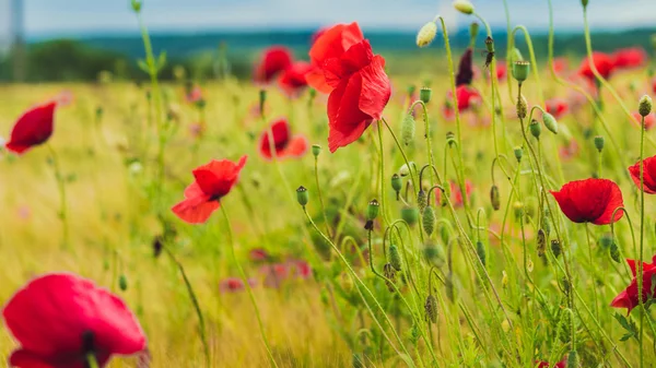 Amapola roja en el campo verde con trigo — Foto de Stock