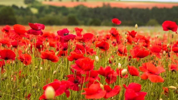 Enorme campo de amapolas en flor. Paisaje rústico de verano, fondo — Foto de Stock