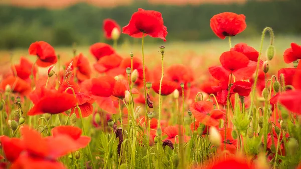 Buğday, closeup ile yeşil alan üzerinde kırmızı gelincik