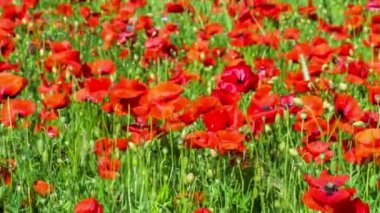 Çiçek açması poppies, hareket alanı