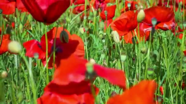 Campo de amapolas florecientes, algún movimiento — Vídeo de stock