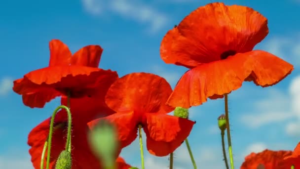 Poppy flower field and blue sky nature background — Stock Video