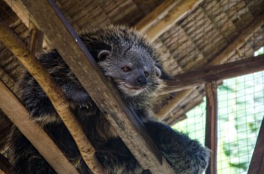Binturong veya Bearcat palawan el nido ahşap kafeste