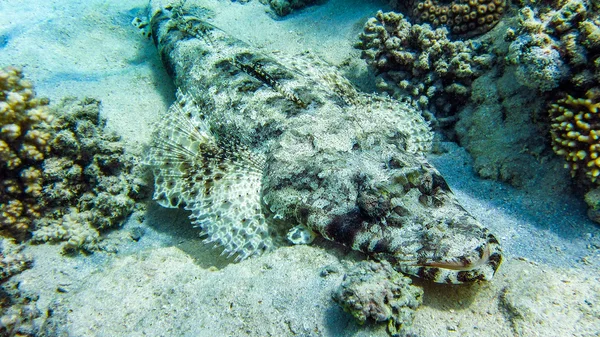 エジプト、マルサ ・ アラム、地面に敷設ワニ魚 — ストック写真