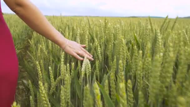 Mujeres vestidas rojas caminando en el campo de trigo. La mano está tocando cabezas de trigo — Vídeo de stock