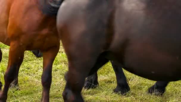 Black and Brown Horsed walking after the other — Stock Video