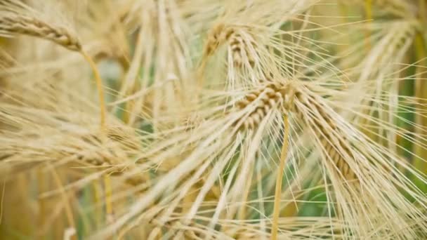Rüzgar, yakın altın buğday kulaklarına kadar kuru, sıcak akşam güneş ışığı — Stok video