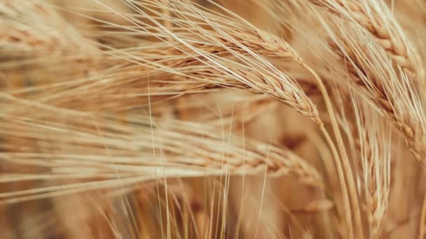 Primo piano di una cannuccia isolata di grano maturo che ondeggia nel vento. Aspetto bronzo — Video Stock