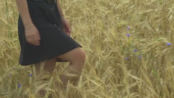 Ragazza in abito nero nel vento, passeggiando attraverso un campo di grano secco . — Video Stock