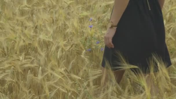 Menina de vestido preto no vento, andando através de um campo de trigo seco . — Vídeo de Stock