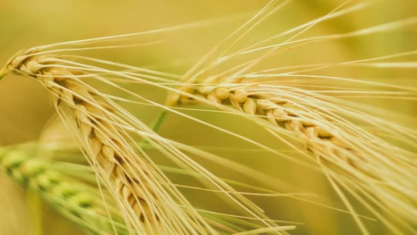 Nahaufnahme eines isolierten reifen Weizenstrohs, der im Wind weht. goldene Farbe — Stockvideo