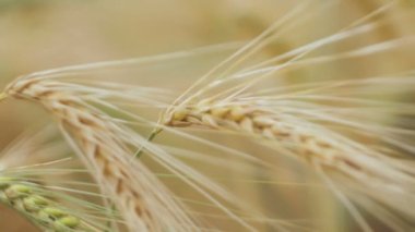 Rüzgarda sallanan iki olgunlaşmış buğday kamışının yakın çekimi
