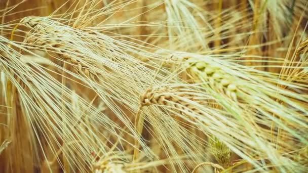 Orejas de Trigo Dorado Secas en Viento, Acercamiento, Luz del Sol Caliente — Vídeos de Stock