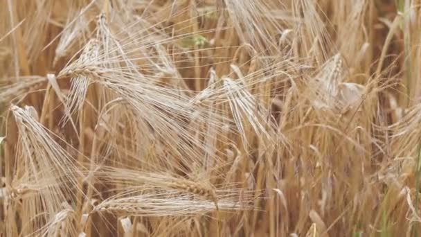 Сухие золотые колосья пшеницы на ветру, близко, теплый вечерний солнечный свет — стоковое видео