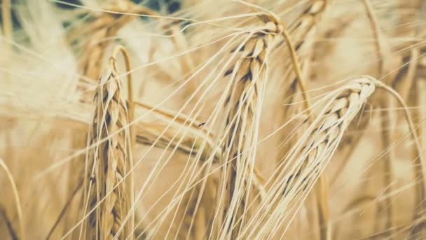 Крупный план изоляции спелых пшеничных солом, машущих ветром. Бронзовый взгляд — стоковое видео