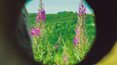 Fireweed çiçeği planları görünümü ile bütün taş