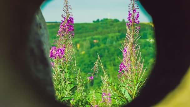 Piani di fiori di Fireweed Vista attraverso tutto in pietra — Video Stock