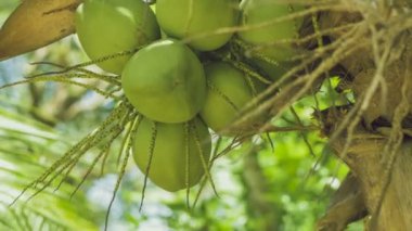 Coconat grup yakın bir palmiye ağacı üzerinde yukarı, Tayland, Asya