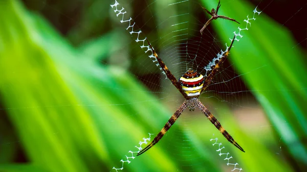 Croix de Saint Andrews, Argiope repose sur toile, Ko Tao, Thaïlande — Photo