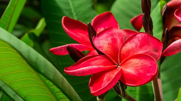 Cacho de flores de plumeria frangipani vermelho no dia ensolarado — Fotografia de Stock