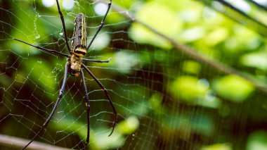 dişi Golden Web örümcek Nephila pilipes
