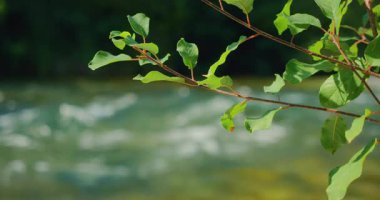 Yapraklı dal, güneşli yaz gününde arka planda bulanık bir nehir ile odak noktasında..