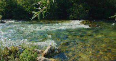 Hırvatistan 'ın yaz ormanlarında yeşil ağaçlarla çevrili akan tatlı su nehri.