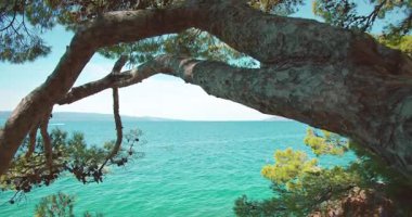 Yazın Turkuaz Denizi üzerinde çam ağacı dalları Makarska manzaralı kayalık kıyı şeridi.