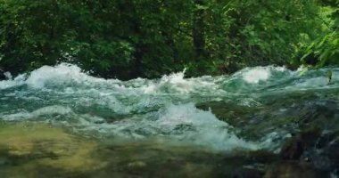 Hırvatistan yaz ormanlarında yoğun yeşil yapraklarla çevrili temiz akarsu.