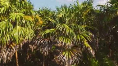 Meksika 'da güneşli gökyüzünün altında palmiye ağaçları ve turkuaz okyanusla tropik kıyı şeridi.