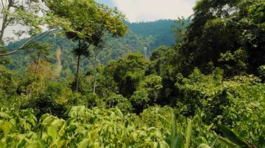 Kosta Rika 'daki uzak Diamante şelalesi manzaralı yoğun tropikal orman.