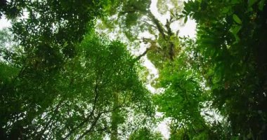 Uzun ağaçlar ve parlak yeşil yapraklarla kaplı yağmur ormanları bir yaz günü görülür..